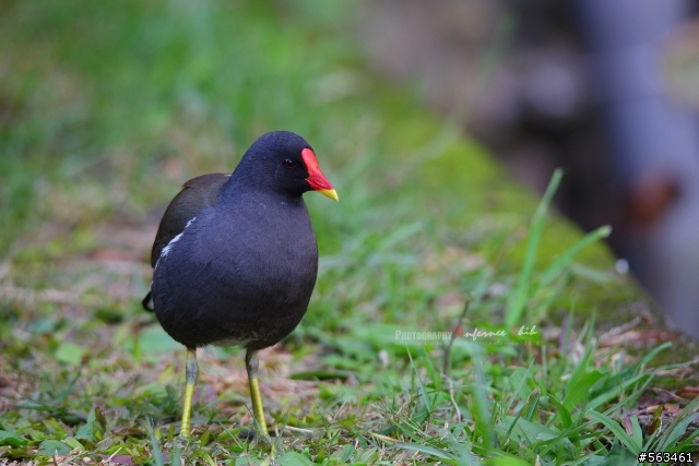 Tamron SP 150-600mm簡易開箱加實拍。