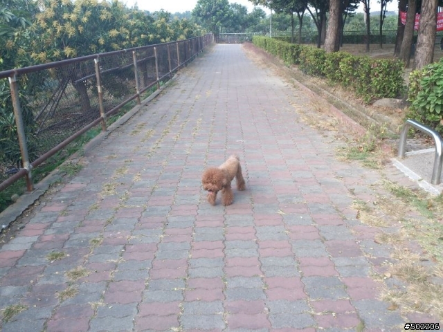 急尋 失主 及 好心領養人 -紅貴賓 公 成犬(已被領養了,請勿再來電)