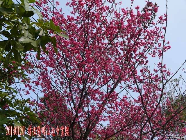 20140120 陽明山花季賞櫻竹子湖賞芋之旅