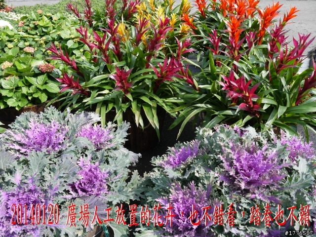 20140120 陽明山花季賞櫻竹子湖賞芋之旅