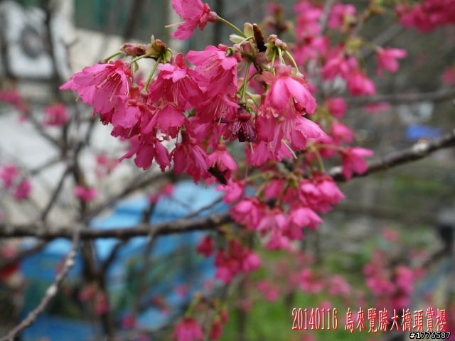 20140116 烏來福山賞櫻賞瀑之旅