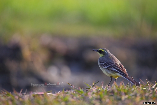 Tamron SP 150-600mm簡易開箱加實拍。