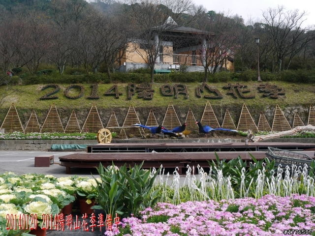 20140120 陽明山花季賞櫻竹子湖賞芋之旅