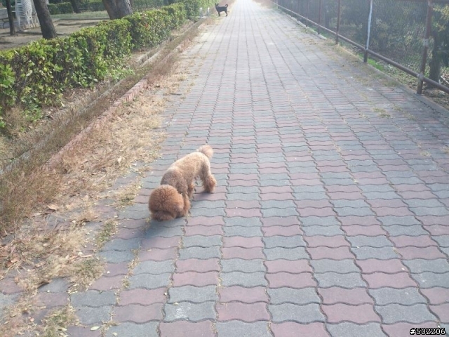 急尋 失主 及 好心領養人 -紅貴賓 公 成犬(已被領養了,請勿再來電)
