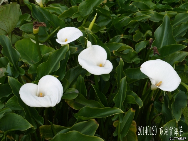 20140120 陽明山花季賞櫻竹子湖賞芋之旅