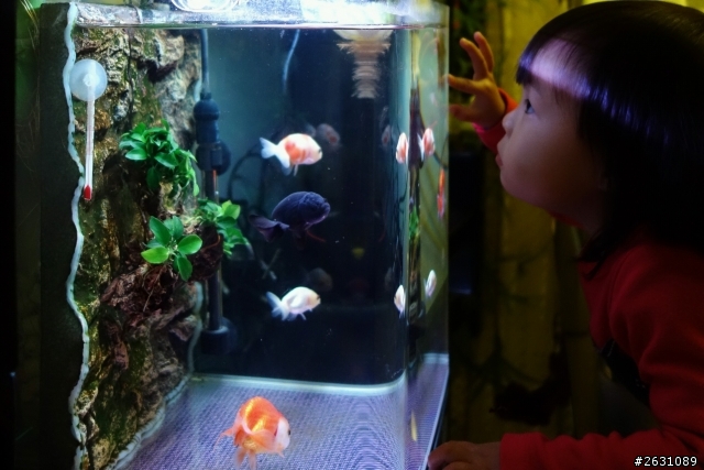 分享我的一尺缸蘭壽金魚飼養日記