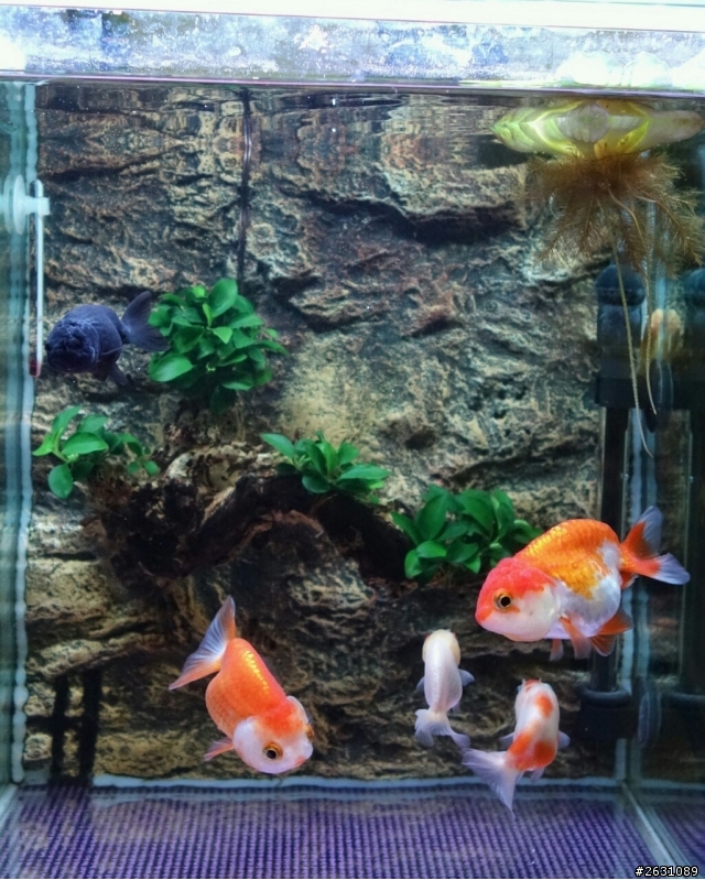 分享我的一尺缸蘭壽金魚飼養日記
