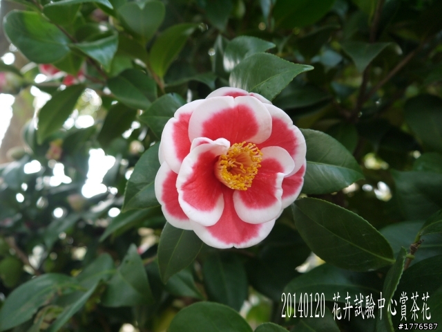 20140120 陽明山花季賞櫻竹子湖賞芋之旅