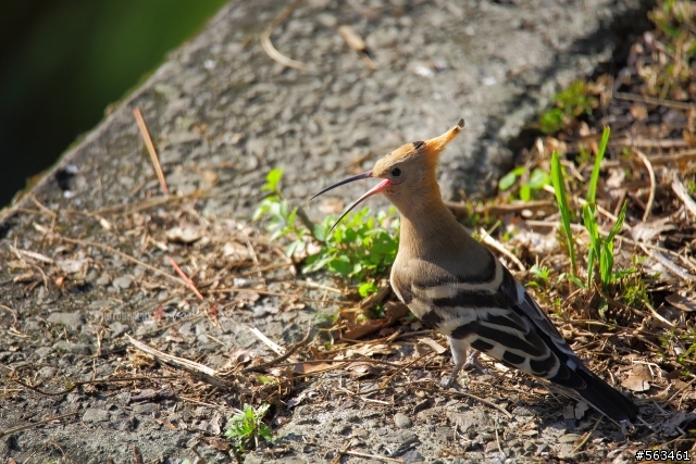 Tamron SP 150-600mm簡易開箱加實拍。
