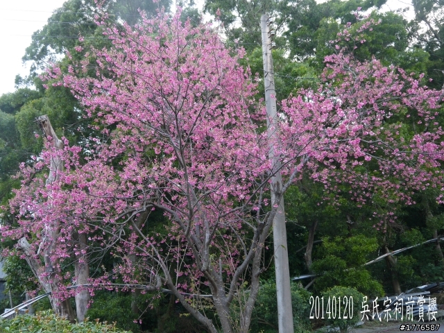 20140120 陽明山花季賞櫻竹子湖賞芋之旅