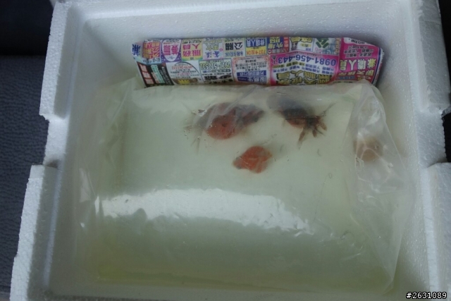 分享我的一尺缸蘭壽金魚飼養日記