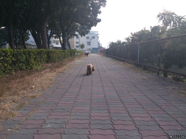 急尋 失主 及 好心領養人 -紅貴賓 公 成犬(已被領養了,請勿再來電)