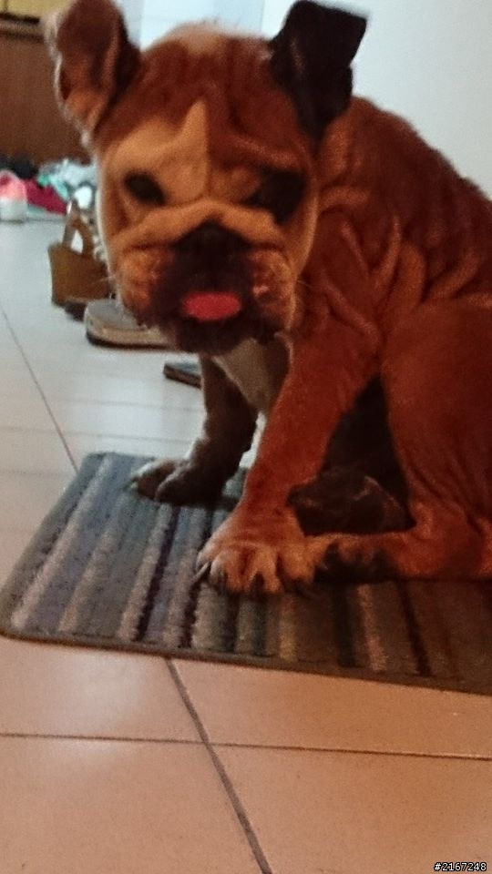 又是年老被遺棄的狗狗,這次是鬥牛犬(已有好新人領養囉^^)