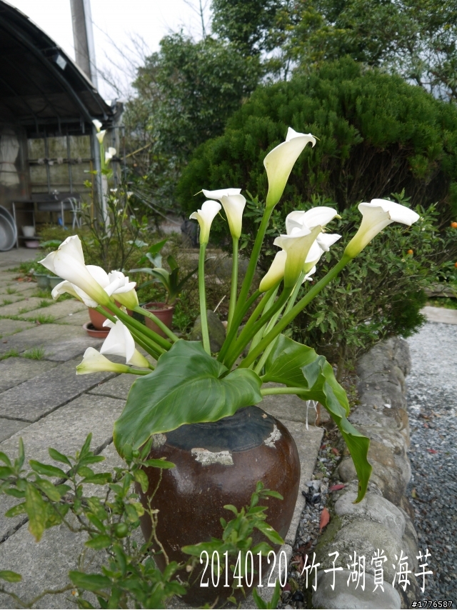 20140120 陽明山花季賞櫻竹子湖賞芋之旅