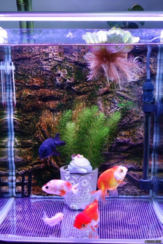 分享我的一尺缸蘭壽金魚飼養日記