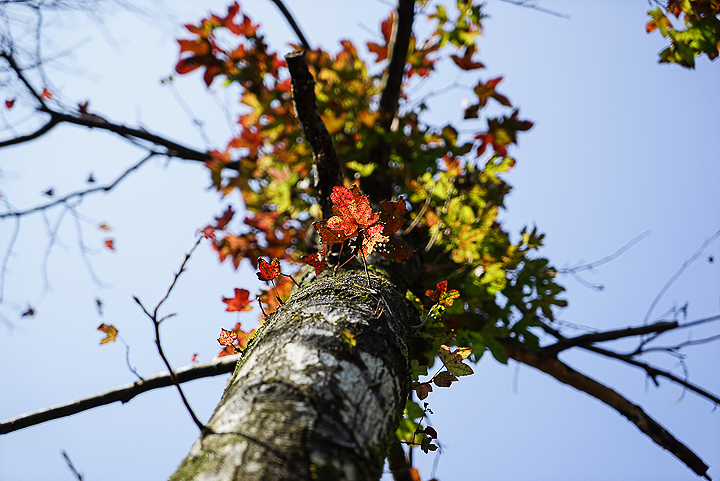 「獨家搶試」Sony A7R + SEL2470Z