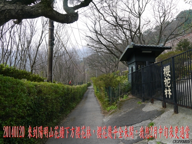 20140120 陽明山花季賞櫻竹子湖賞芋之旅