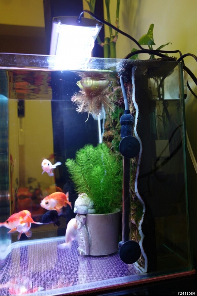 分享我的一尺缸蘭壽金魚飼養日記