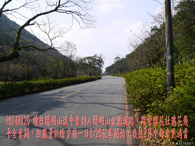 20140120 陽明山花季賞櫻竹子湖賞芋之旅