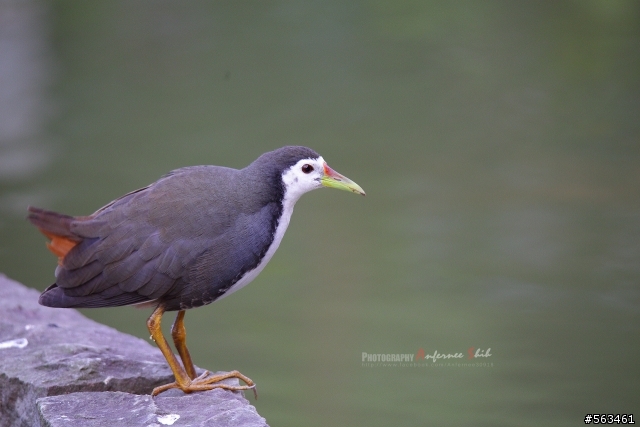 Tamron SP 150-600mm簡易開箱加實拍。