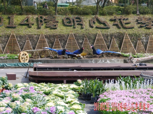 20140120 陽明山花季賞櫻竹子湖賞芋之旅