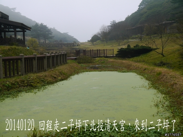 20140120 陽明山花季賞櫻竹子湖賞芋之旅