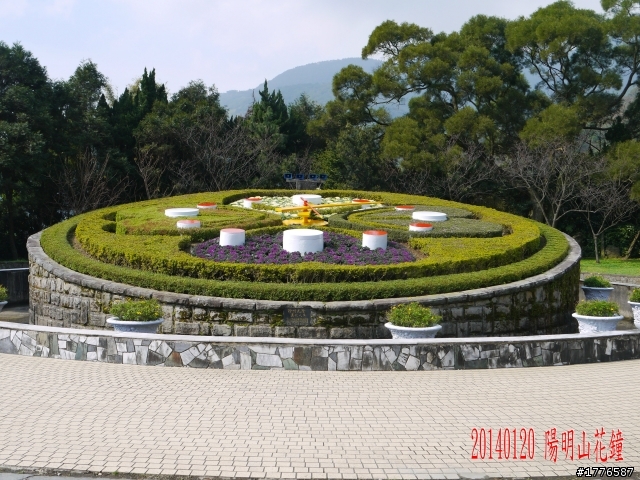 20140120 陽明山花季賞櫻竹子湖賞芋之旅