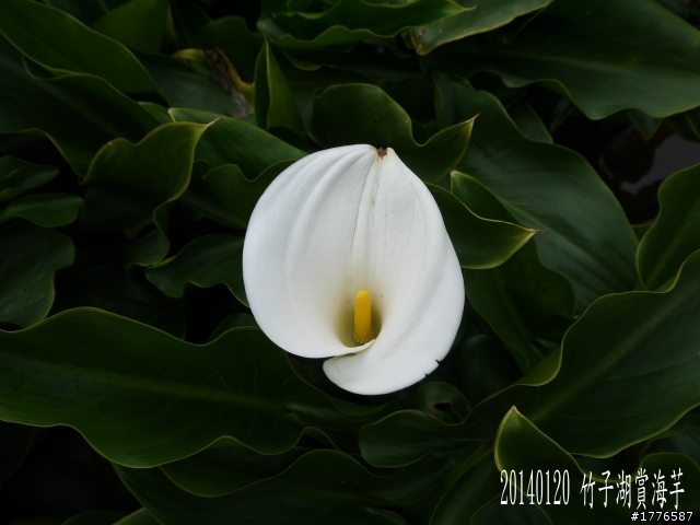 20140120 陽明山花季賞櫻竹子湖賞芋之旅