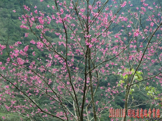 20140116 烏來福山賞櫻賞瀑之旅