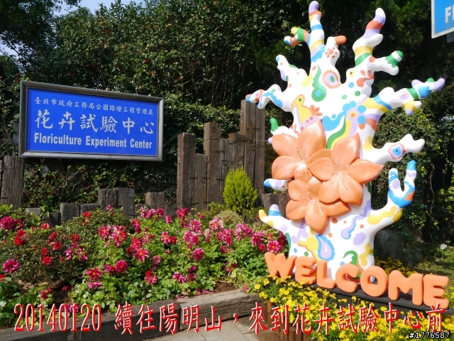20140120 陽明山花季賞櫻竹子湖賞芋之旅