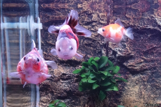 分享我的一尺缸蘭壽金魚飼養日記