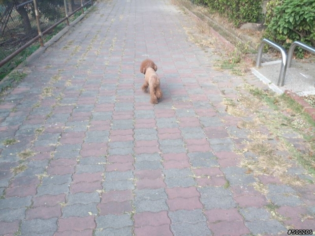 急尋 失主 及 好心領養人 -紅貴賓 公 成犬(已被領養了,請勿再來電)