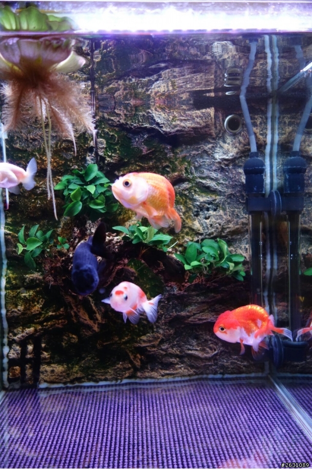 分享我的一尺缸蘭壽金魚飼養日記