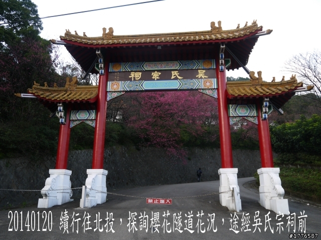 20140120 陽明山花季賞櫻竹子湖賞芋之旅
