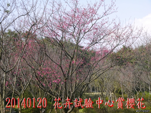 20140120 陽明山花季賞櫻竹子湖賞芋之旅