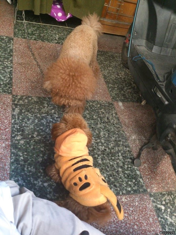 急尋 失主 及 好心領養人 -紅貴賓 公 成犬(已被領養了,請勿再來電)