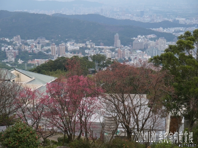 20140120 陽明山花季賞櫻竹子湖賞芋之旅