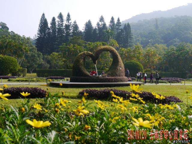20140120 陽明山花季賞櫻竹子湖賞芋之旅