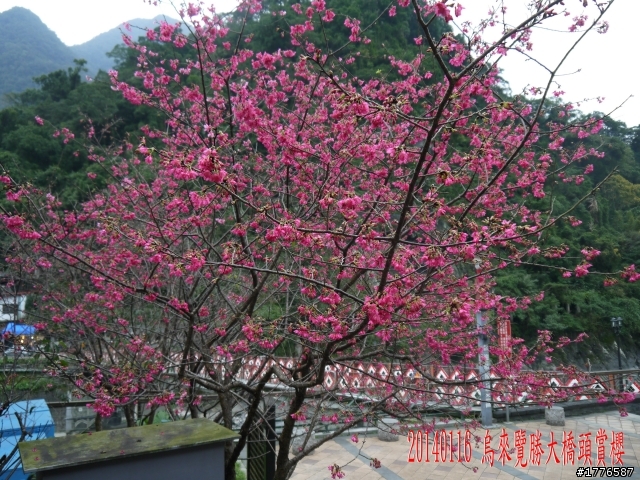 20140116 烏來福山賞櫻賞瀑之旅