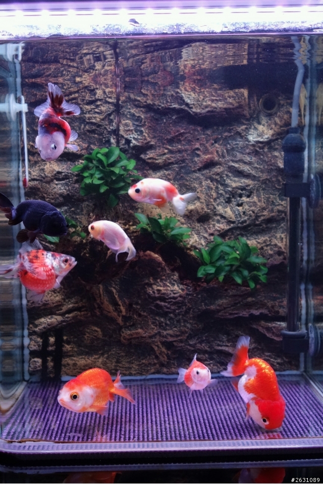 分享我的一尺缸蘭壽金魚飼養日記