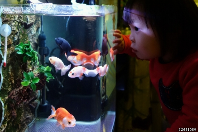 分享我的一尺缸蘭壽金魚飼養日記