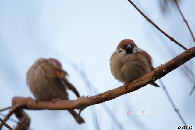 Tamron SP 150-600mm簡易開箱加實拍。