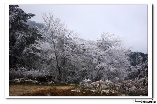 金旺與我的太平山雪景之旅