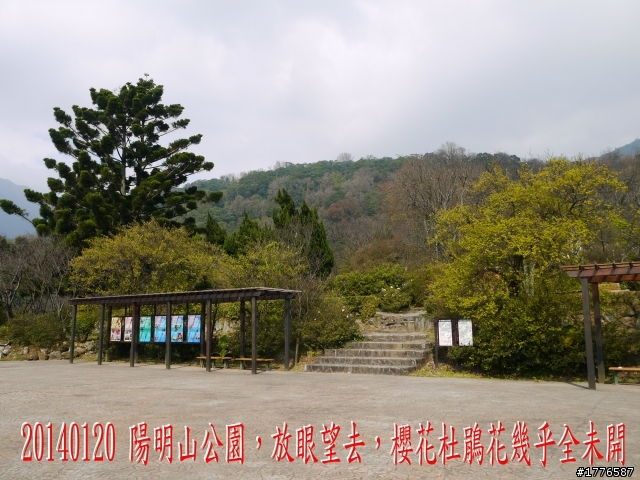 20140120 陽明山花季賞櫻竹子湖賞芋之旅