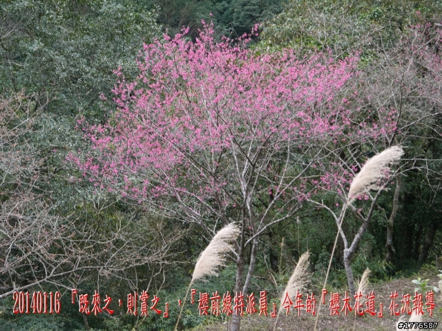 20140116 烏來福山賞櫻賞瀑之旅