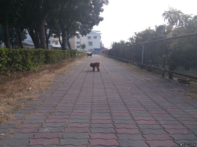 急尋 失主 及 好心領養人 -紅貴賓 公 成犬(已被領養了,請勿再來電)