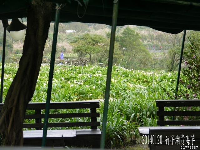 20140120 陽明山花季賞櫻竹子湖賞芋之旅