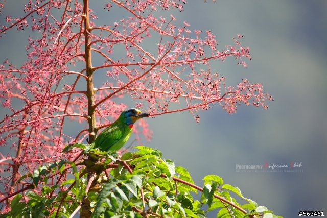 Tamron SP 150-600mm簡易開箱加實拍。