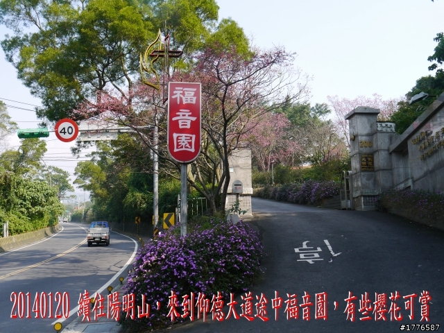 20140120 陽明山花季賞櫻竹子湖賞芋之旅