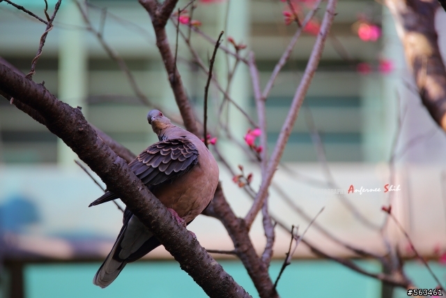 Tamron SP 150-600mm簡易開箱加實拍。